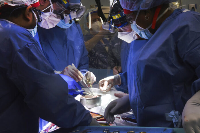 In this photo provided by the University of Maryland School of Medicine, members of the surgical team perform the transplant of a pig heart into patient David Bennett in Baltimore on Friday, Jan. 7, 2022. Photo: Mark Teske / University of Maryland School of Medicine via AP