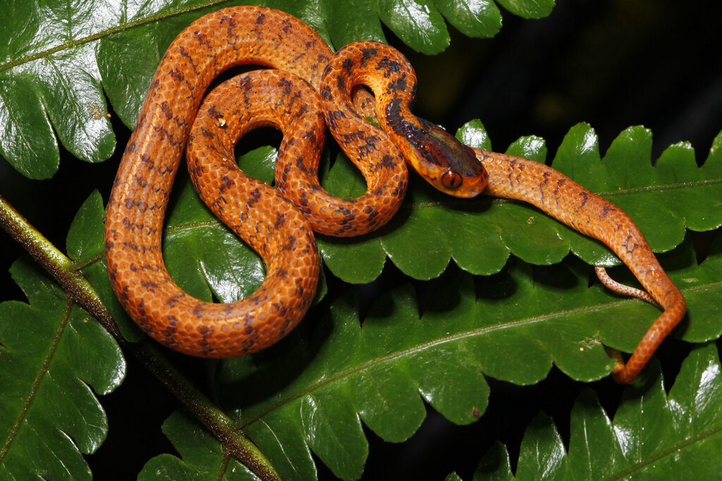 In this undated photo, a twin slug snake rests on a leaf. Photo: World Wildlife Foundation via AP