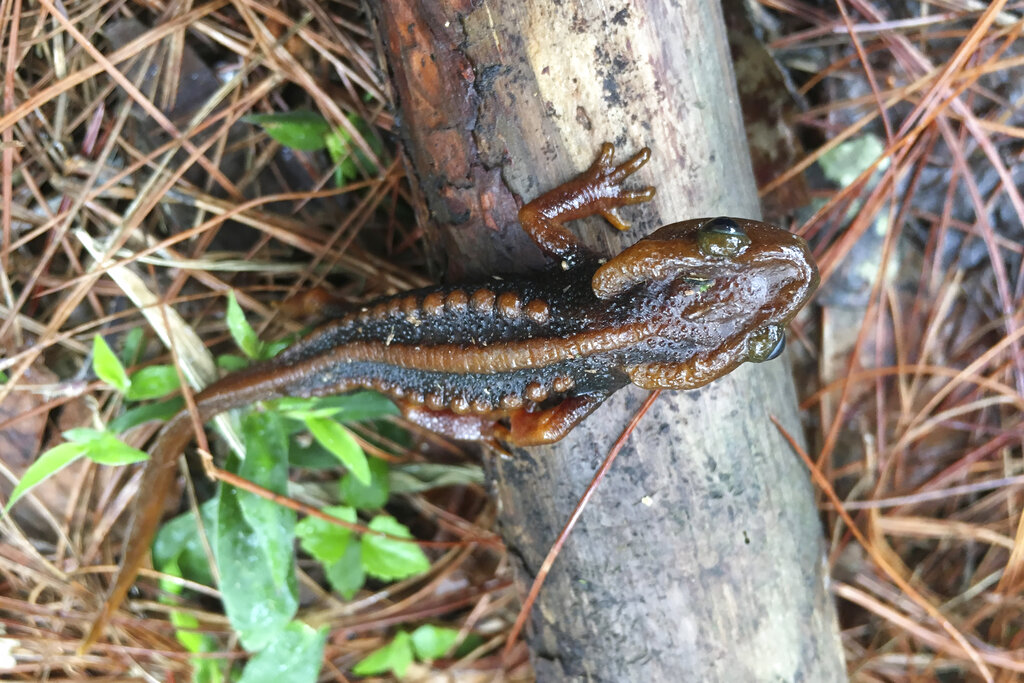 In this undated photo, a Doi Phu Kha newt sits on a branch. Photo: World Wildlife Foundation via AP