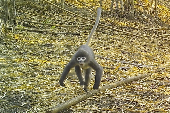 In this undated photo, a Popa langur moves along a forest floor. The Popa langur is among 224 new species listed in the World Wildlife Fund's latest update on the Mekong region. The conservation group's report released Wednesday, Jan. 26, 2022, highlights the need to protect the rich biodiversity and habitats in the region, which includes Vietnam, Cambodia, Laos, Thailand and Myanmar. Photo: World Wildlife Foundation via AP