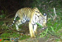 Wildlife Group Says Tiger Missing a Leg Needs Help In this photo taken by a camera trap, a three-legged tiger walks through the jungle Feb. 6, 2022, in the Khao Laem National Park in Kanchanaburi, western Thailand. Photo: Freeland / IUCN via AP