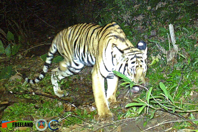 In this photo taken by a camera trap, a three-legged tiger walks through the jungle Feb. 6, 2022, in the Khao Laem National Park in Kanchanaburi, western Thailand. Photo: Freeland / IUCN via AP