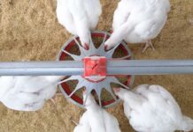 CP Foods introduces “3C platform” for sustainable growth of Thai broiler Industry