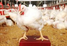 CP Foods reaffirms commitment on good animal welfare practices and prudent use of antimicrobials with BBFAW ranking