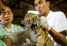 WWF Report Says Online Wildlife Trade On Rise in Myanmar In this photo released by the World Wildlife Fund, one of 16 tigers cubs seized from smugglers on Friday, Oct. 26, 2012, has blood samples taken from veterinary team from the wildlife forensic unit to trace the DNA in Chaiyaphum province, Thailand. Photo: James Morgan / World Wildlife Fund via AP