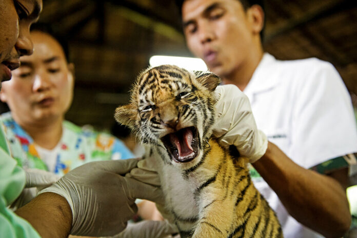 In this photo released by the World Wildlife Fund, one of 16 tigers cubs seized from smugglers on Friday, Oct. 26, 2012, has blood samples taken from veterinary team from the wildlife forensic unit to trace the DNA in Chaiyaphum province, Thailand. Photo: James Morgan / World Wildlife Fund via AP