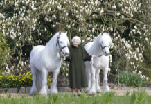 Queen Elizabeth II Privately Marks Her 96th Birthday In this photo released by Royal Windsor Horse Show on Wednesday, April 20, 2022 and taken in March 2022, Britain's Queen Elizabeth II poses for a photo with her Fell ponies Bybeck Nightingale, right, and Bybeck Katie on the grounds of Windsor Castle in Windsor. Photo: henrydallalphotography.com / Royal Windsor Horse Show via AP