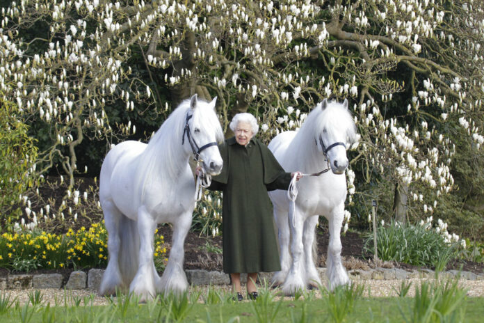 In this photo released by Royal Windsor Horse Show on Wednesday, April 20, 2022 and taken in March 2022, Britain's Queen Elizabeth II poses for a photo with her Fell ponies Bybeck Nightingale, right, and Bybeck Katie on the grounds of Windsor Castle in Windsor. Photo: henrydallalphotography.com / Royal Windsor Horse Show via AP