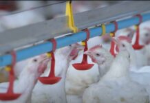 CP Foods adopts smart-farming solutions to bolster animal welfare