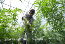 Thai Cannabis Network Opposes PM’s Move To Outlaw the Drug A worker tends to cannabis plants at a farm in Chonburi province, eastern Thailand on June 5, 2022. Photo: Sakchai Lalit / AP