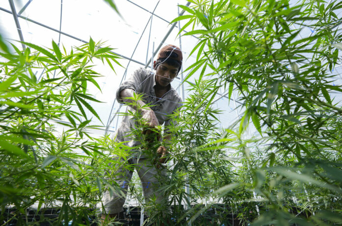 A worker tends to cannabis plants at a farm in Chonburi province, eastern Thailand on June 5, 2022. Photo: Sakchai Lalit / AP