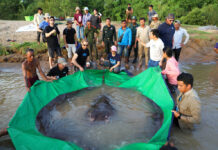 Cambodian Catches World’s Largest Recorded Freshwater Fish In this photo provided by Wonders of the Mekong taken on June 14, 2022, a team of Cambodian and American scientists and researchers, along with Fisheries Administration officials prepare to release a giant freshwater stingray back into the Mekong River in the northeastern province of Stung Treng, Cambodia. Photo: Chhut Chheana / Wonders of the Mekong via AP