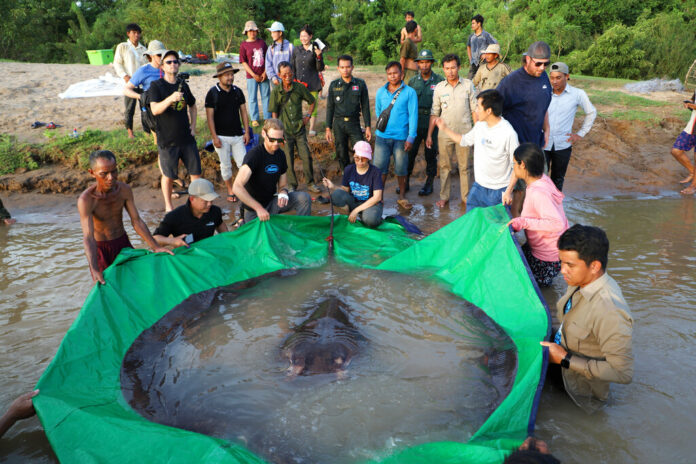 In this photo provided by Wonders of the Mekong taken on June 14, 2022, a team of Cambodian and American scientists and researchers, along with Fisheries Administration officials prepare to release a giant freshwater stingray back into the Mekong River in the northeastern province of Stung Treng, Cambodia. Photo: Chhut Chheana / Wonders of the Mekong via AP
