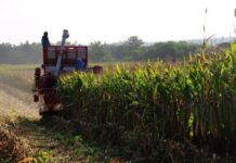 CP Foods head on with their corn sustainability project, to ensure raw material sourcing from deforestation-free areas.