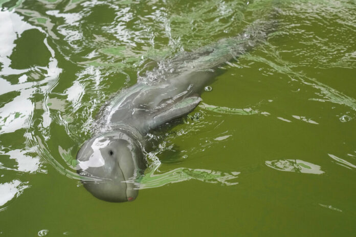 FILE - A baby dolphin nicknamed Paradon swims at the Marine and Coastal Resources Research and Development Center in Rayong province in eastern Thailand, Friday, Aug. 26, 2022. Photo: Sakchai Lalit / AP File