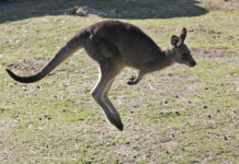 Australian Man Killed by Kangaroo in Rare Fatal Attack FILE - A grey kangaroo hops along a hill side in the Wombeyan Karst Conservation Reserve near Taralga, 120km (74 miles) south west of Sydney, Australia, Aug. 18, 2016. Photo: Rob Griffith / AP File