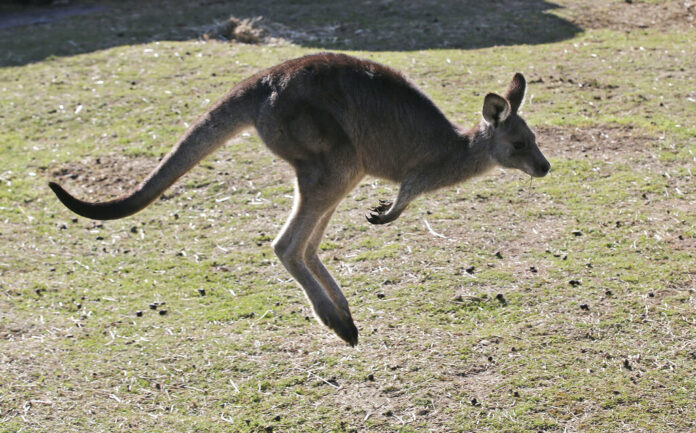 FILE - A grey kangaroo hops along a hill side in the Wombeyan Karst Conservation Reserve near Taralga, 120km (74 miles) south west of Sydney, Australia, Aug. 18, 2016. Photo: Rob Griffith / AP File