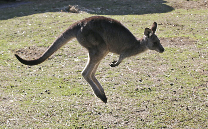FILE - A grey kangaroo hops along a hill side in the Wombeyan Karst Conservation Reserve near Taralga, 120km (74 miles) south west of Sydney, Australia, Aug. 18, 2016. Photo: Rob Griffith / AP File FILE - A grey kangaroo hops along a hill side in the Wombeyan Karst Conservation Reserve near Taralga, 120km (74 miles) south west of Sydney, Australia, Aug. 18, 2016. Photo: Rob Griffith / AP File