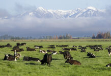New Zealand Proposes Taxing Cow Burps, Angering Farmers FILE - Dairy cows graze on a farm near Oxford, in the South Island of New Zealand on Oct. 8, 2018. Photo: Mark Baker / AP File