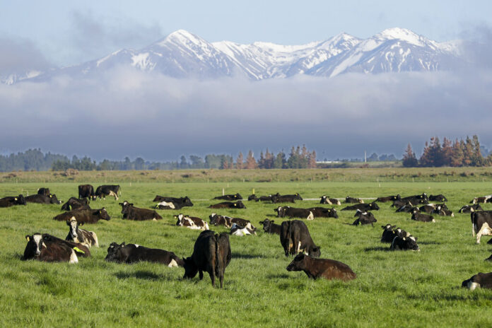 FILE - Dairy cows graze on a farm near Oxford, in the South Island of New Zealand on Oct. 8, 2018. Photo: Mark Baker / AP File