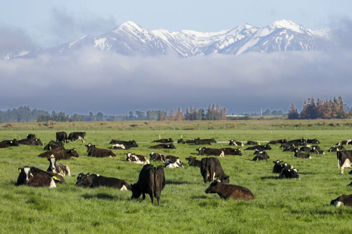 FILE - Dairy cows graze on a farm near Oxford, in the South Island of New Zealand on Oct. 8, 2018. Photo: Mark Baker / AP File FILE - Dairy cows graze on a farm near Oxford, in the South Island of New Zealand on Oct. 8, 2018. Photo: Mark Baker / AP File