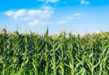 CP Foods achieves 100% zero-deforestation maize supply