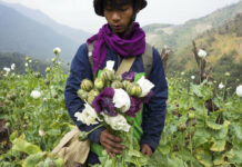 Myanmar Opium Cultivation Has Surged 33% Amid Violence FILE - A member of Pat Jasan, a grassroots organization motivated by their faith to root out the destructive influence of drugs, holds poppies as his group slashes and uproots them from a hillside, in Lung Zar village, northern Kachin State, Myanmar on Feb. 3, 2016. Photo: Hkun Lat / AP File
