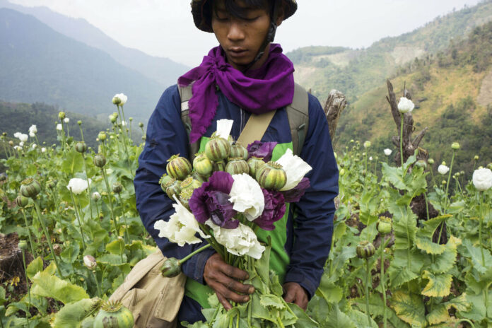 FILE - A member of Pat Jasan, a grassroots organization motivated by their faith to root out the destructive influence of drugs, holds poppies as his group slashes and uproots them from a hillside, in Lung Zar village, northern Kachin State, Myanmar on Feb. 3, 2016. Photo: Hkun Lat / AP File
