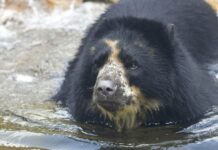 St. Louis Zoo Bear Has Second Brief Escape From Enclosure