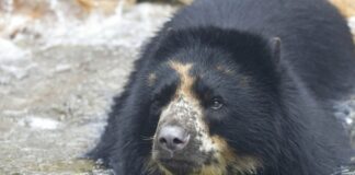 St. Louis Zoo Bear Has Second Brief Escape From Enclosure