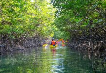 Phi Phi Islands’ Drive to Balance Tourism, Environmental Conservation