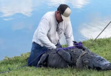 Alligator Kills 85-Year-old Florida Woman as She Walked Dog