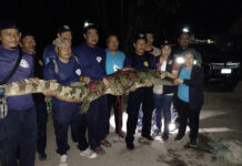 Locals Were Relieved When the Crocodile Was Captured