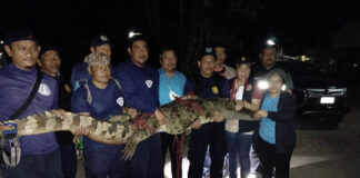Locals Were Relieved When the Crocodile Was Captured