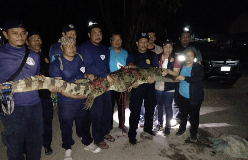 Locals Were Relieved When the Crocodile Was Captured