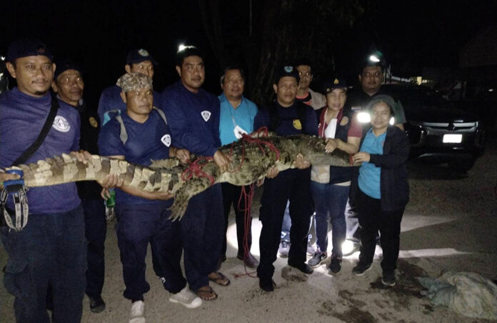 croc captured