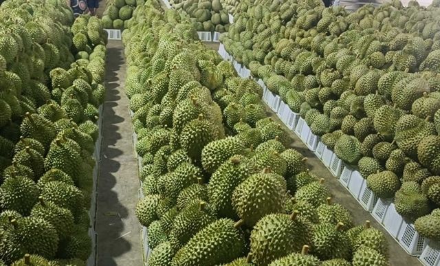 durian