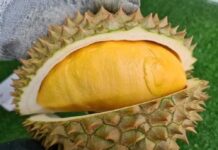 Yala Durian “Sadet Nam” to be Exported to China-Malaysia