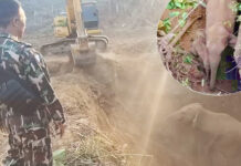 Two Wild Elephants, Mother and Son, Are Rescued