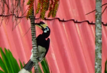 The Oriental Pied Hornbills Are Familiar With The Locals