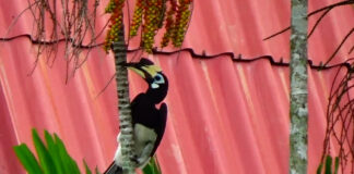 The Oriental Pied Hornbills Are Familiar With The Locals