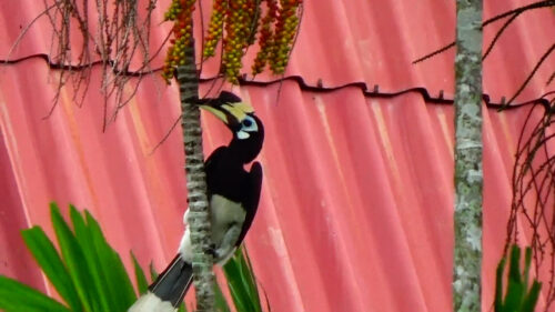 The Oriental Pied Hornbills Are Familiar With The Locals
