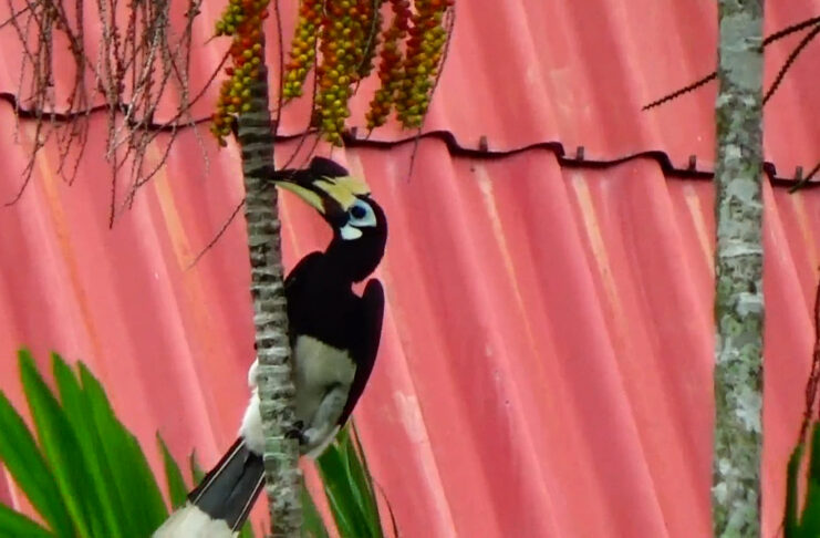 The Oriental Pied Hornbills Are Familiar With The Locals