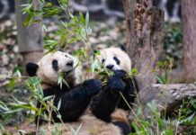 Let Panda Live In China, An Animal Lover Tells Thai Government