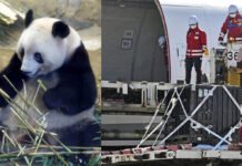 Popular Giant Panda Xiang Xiang Departs Japan for China