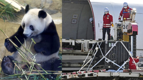 Popular Giant Panda Xiang Xiang Departs Japan for China