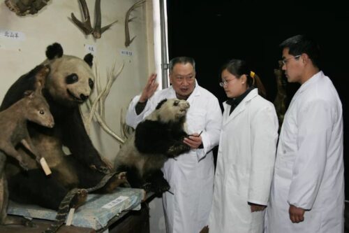 China’s “Panda Papa” Hu Jinchu Dies at 94