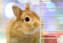 Pet Economy Booms, Sees Potential for Growth
