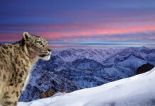 World of the Snow Leopard Wins Wildlife Photographer of the Year People’s Choice Award