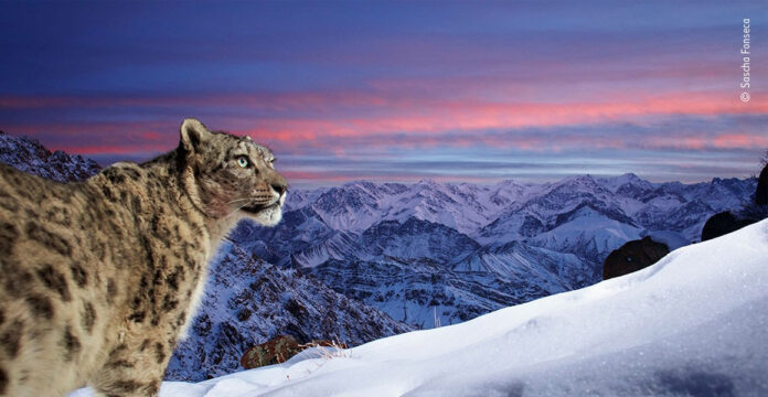 wildlife2
